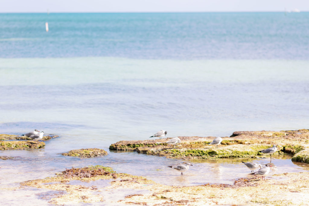 Casa Marina Wedding, Key West Wedding, Key West Wedding Photographer, Key Largo Wedding Photographer, Claudia Rios Photography