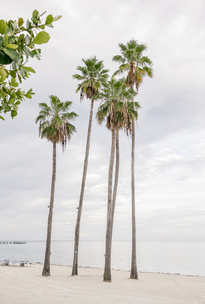 Iconic tall palm trees on a white sand beach showcasing the Florida Keys weddings setting.